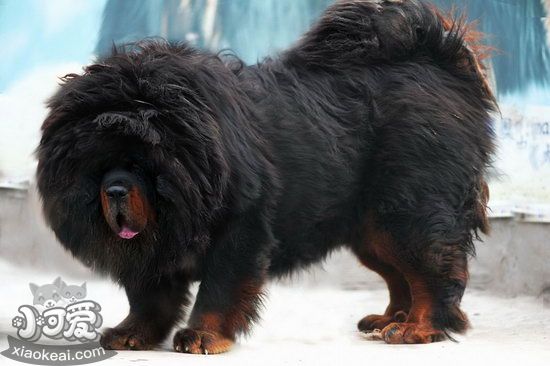 小藏獒怎么養(yǎng) 藏獒幼犬飼養(yǎng)心得2