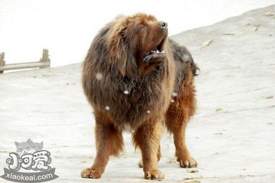 藏獒白內障癥狀有哪些 藏獒白內障治療方法