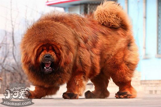 藏獒怎么養(yǎng) 藏獒養(yǎng)殖方法0