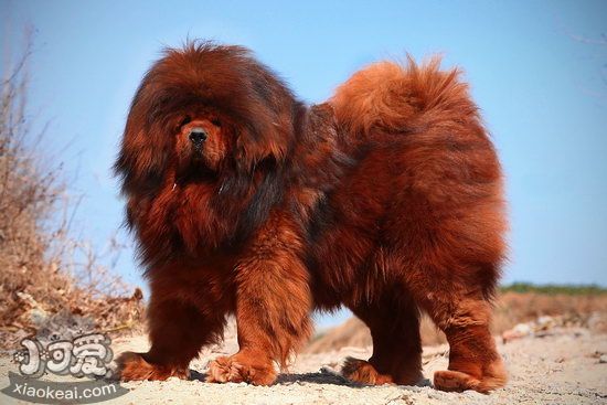 小藏獒怎么養(yǎng) 藏獒幼犬飼養(yǎng)心得1