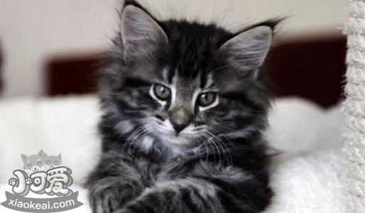 挪威森林貓幼貓感冒吃什么藥 發(fā)病原因詳解