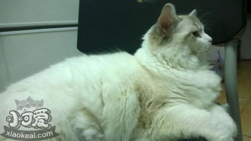 伯曼貓呼吸急促什么原因 貓咪呼吸每分鐘多少次