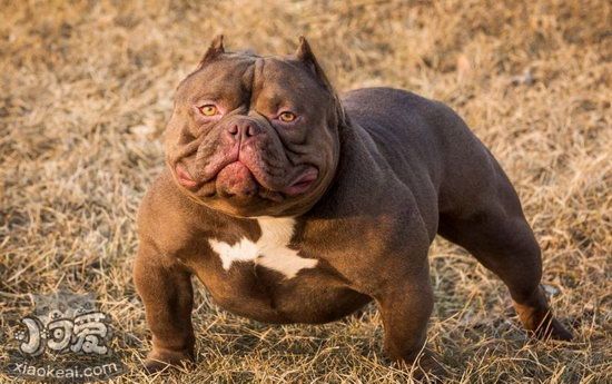 美國(guó)惡霸犬多久洗一次澡 美國(guó)惡霸犬什么時(shí)候不能洗澡