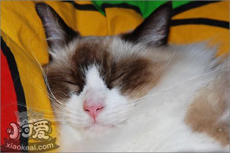 伯曼貓臍疝是什么 臍疝發(fā)病原因介紹