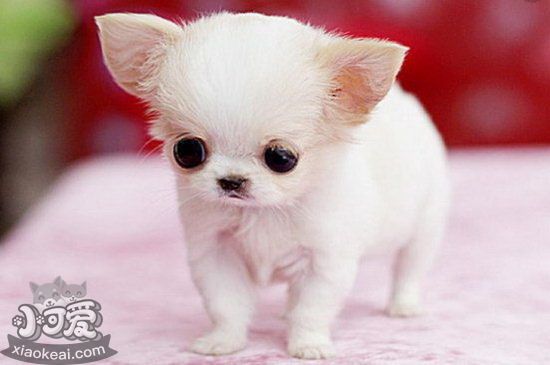 一個月茶杯犬怎么養(yǎng) 茶杯犬幼犬養(yǎng)殖注意事項1