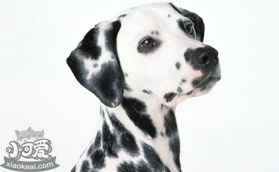 斑點狗幼犬怎么養(yǎng) 大麥町犬幼犬照顧心得1