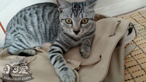 美國短尾貓拉稀吃什么 美國短尾貓拉稀原因