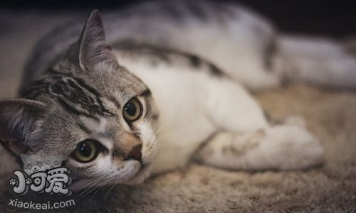 美國短尾貓嘔吐怎么辦 細(xì)心觀察嘔吐物找病因