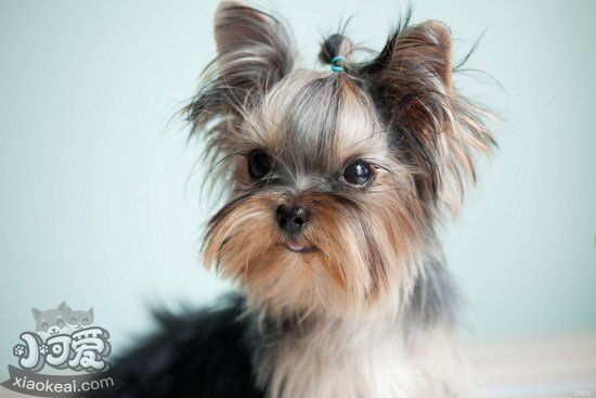 約克夏幼犬怎么洗澡 約克夏梗幼犬洗澡注意事項1