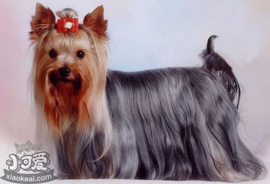 約克夏幼犬斷奶后吃什么 約克夏梗幼犬斷奶后飼養(yǎng)方法1