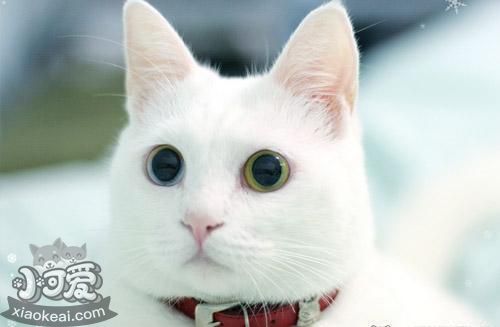 安哥拉貓怎么預防糖尿病 貓咪糖尿病預防方法