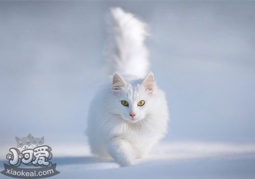 安哥拉貓睡覺(jué)抽搐怎么辦 貓咪睡覺(jué)抽搐解決辦法