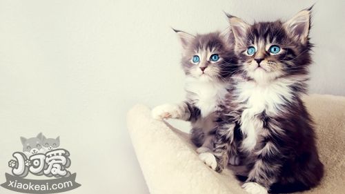 安哥拉貓咳嗽怎么辦 貓咪咳嗽治療措施