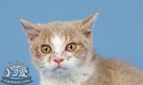 塞爾凱克卷毛貓得了垂體腫瘤怎么辦