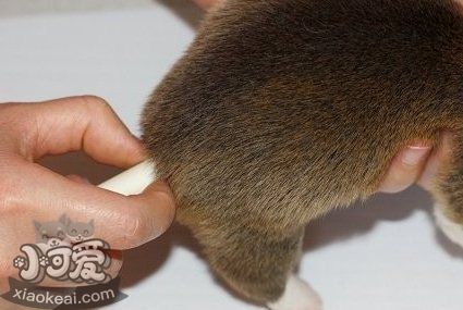 柯基怎么斷尾 柯基犬?dāng)辔步坛?