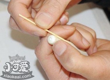 柯基怎么斷尾 柯基犬?dāng)辔步坛?