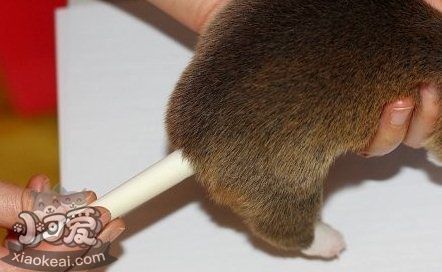 柯基怎么斷尾 柯基犬?dāng)辔步坛?