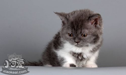 被塞爾凱克卷毛貓咬破了怎么辦