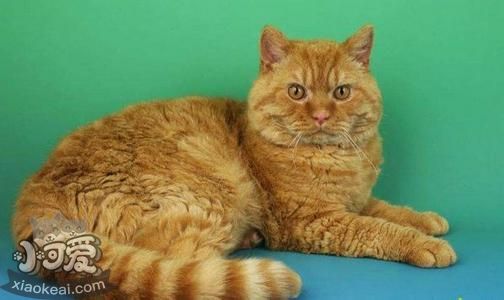 塞爾凱克卷毛貓得了貓癬如何治療