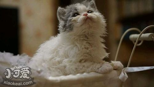 塞爾凱克卷毛貓干嘔怎么辦 幾種導(dǎo)致貓咪容易干嘔