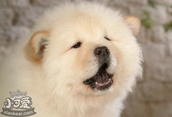 松獅犬怎么美容 松獅犬美容方法詳解