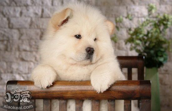 松獅犬夏天要怎么養(yǎng) 松獅犬夏天飼養(yǎng)注意事項(xiàng)1