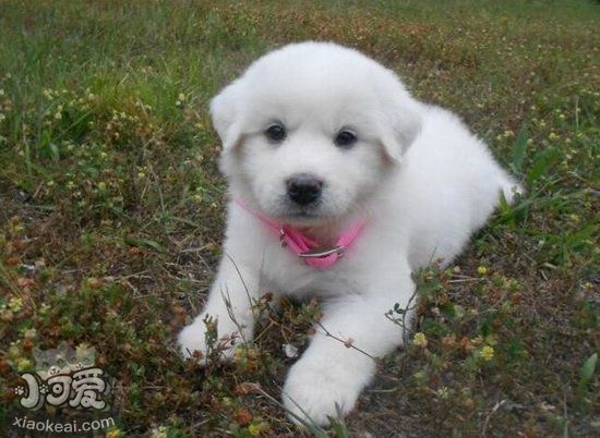 大白熊犬毛發(fā)怎么搭理 大白熊犬毛發(fā)梳理技巧1