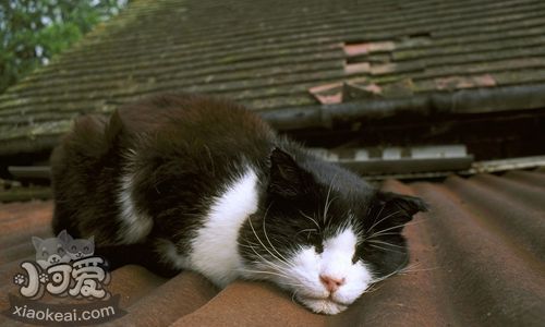 威爾斯貓副傷寒怎么治療 副傷寒防治方法