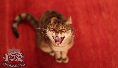 威爾斯貓?jiān)趺搭A(yù)防圓線蟲病 圓線蟲預(yù)防治療方法