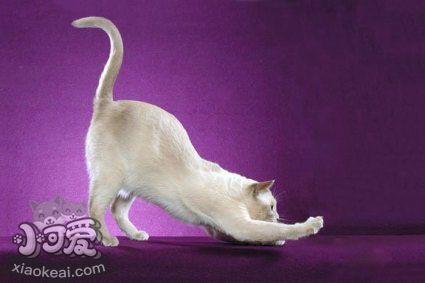 東奇尼貓感冒怎么治療 東奇尼貓感冒治療方法