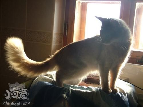 如何治療索馬里貓疥癬病 疥癬病治療方法