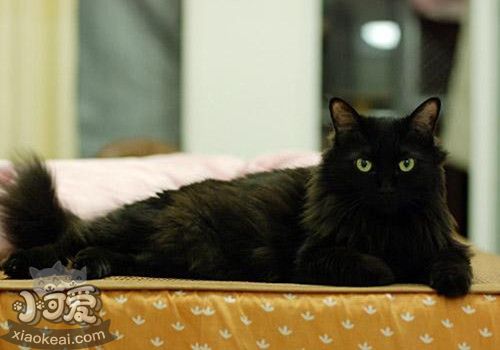 孟買貓咳嗽怎么治療 孟買貓咳嗽治療方法