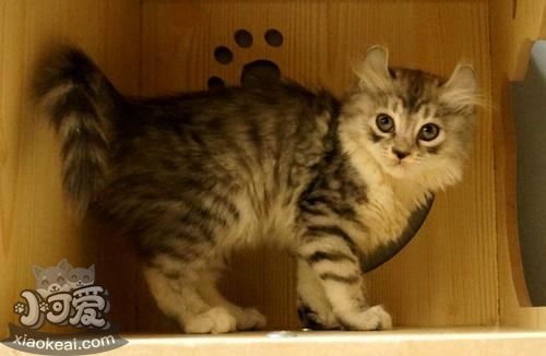 美國(guó)卷耳貓感冒吃什么藥 美國(guó)卷耳貓感冒用藥介紹