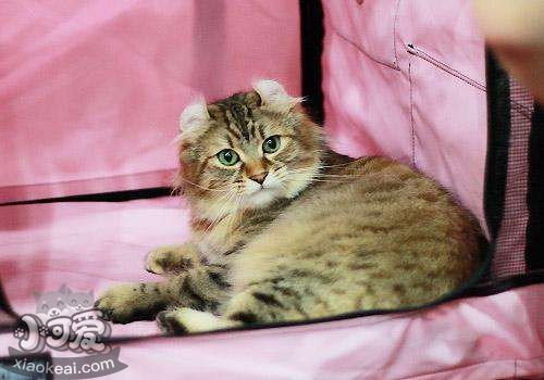 美國(guó)卷耳貓傳染性鼻氣管炎怎么治療