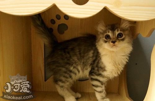 美國(guó)卷耳貓身上跳蚤怎么去除 跳蚤去掉方法