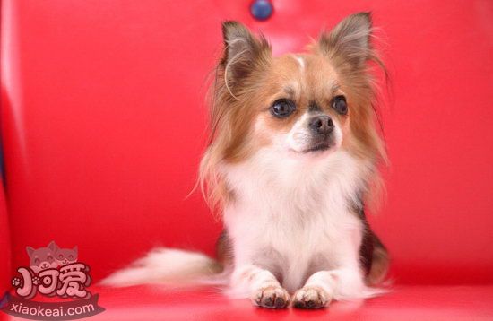 蝴蝶犬怎么補(bǔ)鈣 蝴蝶犬補(bǔ)鈣方法大全1