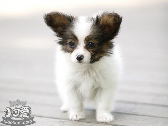 蝴蝶犬不吃狗糧怎么處理 蝴蝶犬不吃狗糧解決方法1