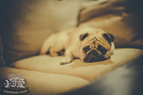 巴哥犬毛發(fā)怎么梳理 八哥犬毛發(fā)梳洗方法1