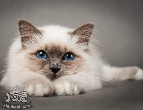 巴厘貓眼睛紅腫糜爛怎么治療 眼睛紅腫糜爛治療方法