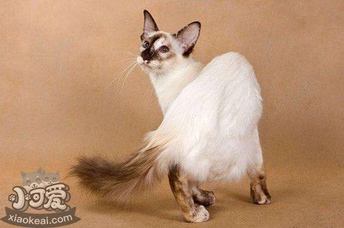 巴厘貓骨營(yíng)養(yǎng)不良怎么回事 骨營(yíng)養(yǎng)不良治療方法