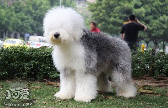 英國(guó)古代牧羊犬怎么護(hù)理 古牧日常護(hù)理內(nèi)容1