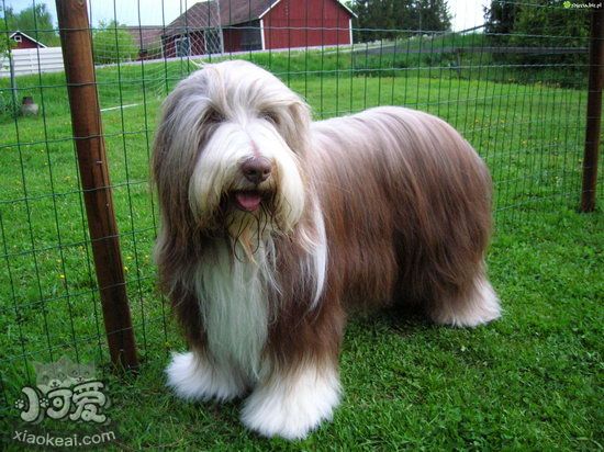 古代牧羊犬不能吃什么東西 古牧不能吃的食物有哪些1