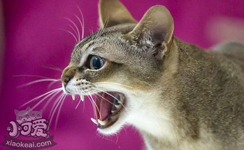 如何判斷新加坡貓健康 是否有傳染病判斷方法