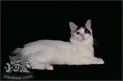 日本短尾貓視網(wǎng)膜炎有什么癥狀 視網(wǎng)膜炎癥狀介紹