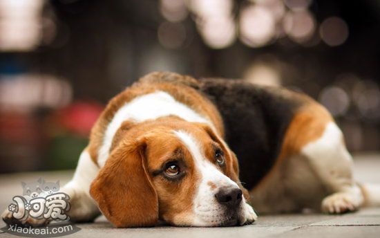 比格犬怎么美容 比格犬美容步驟流程1