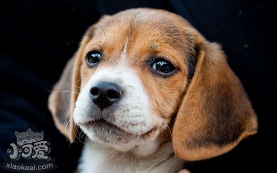 比格犬怎么梳毛 米格魯獵兔犬毛發(fā)梳理方法1