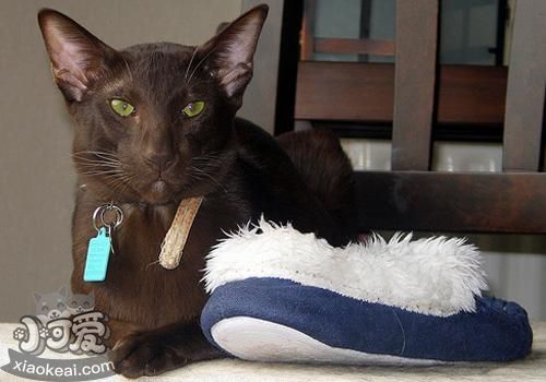 哈瓦那棕貓打噴嚏什么原因 哈瓦那棕貓打噴嚏原因介紹