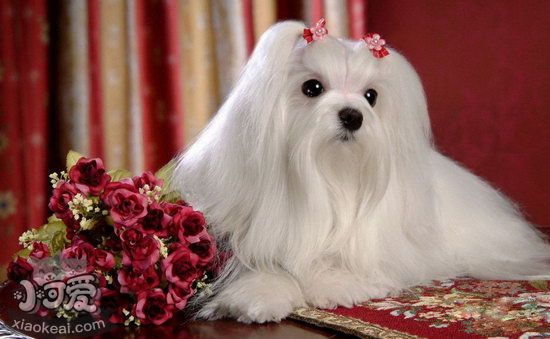 馬爾濟(jì)斯犬不能吃什么 馬爾濟(jì)斯犬不能吃的食物大全1