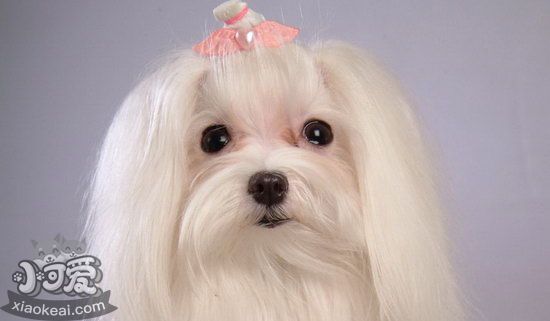 馬爾濟(jì)斯犬什么時(shí)候打疫苗 馬爾濟(jì)斯犬打疫苗時(shí)間介紹1