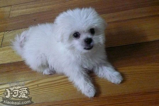 馬爾濟斯幼犬一天喂幾次 馬爾濟斯幼犬喂養(yǎng)方法1